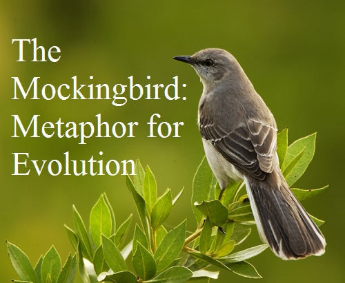 The Mockingbird:  Metaphor for Evolution